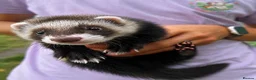 Ferret rodents for sale: 2x Ferrets with hutch included  - Advert 1