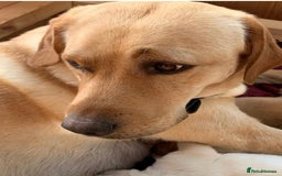Labrador Retriever dogs for sale: Red Fox , Golden & White Labrador Pups  - Image 8