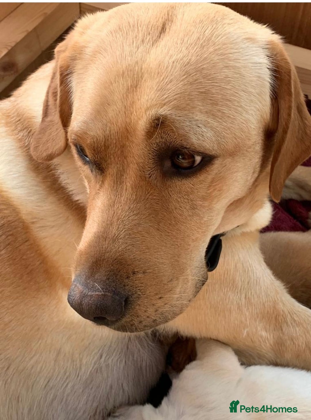 Labrador Retriever dogs for sale: Red Fox , Golden & White Labrador Pups  - Image 8
