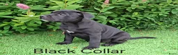 Staffordshire Bull Terrier dogs for sale: Classic Staffordshire Bull Terrier Puppies  - Advert 4