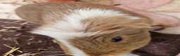 Guinea Pig rodents for sale: 2 male guinea pigs in Bathgate - Advert 2