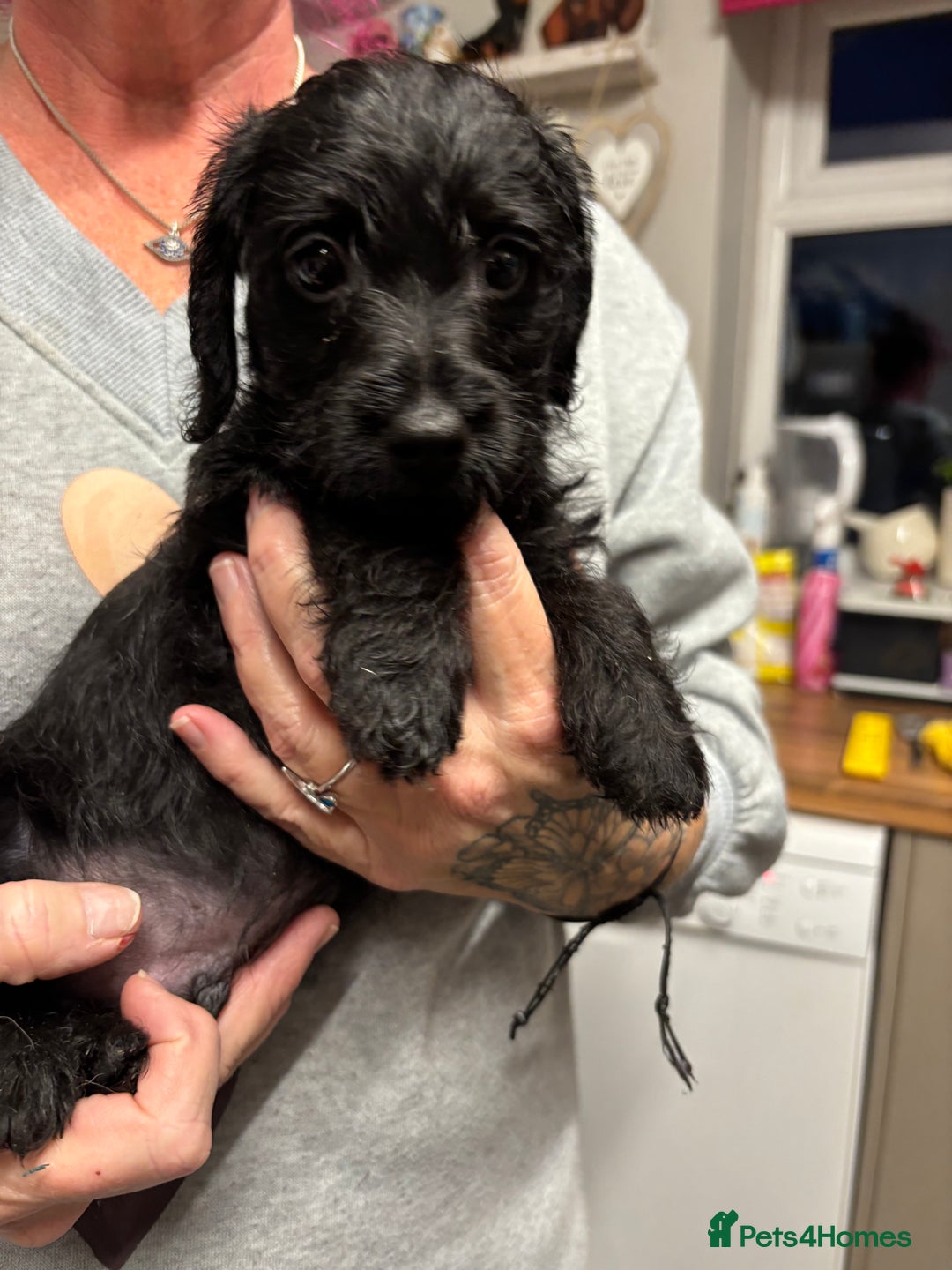 Doxiepoo dogs for sale: doxipoo puppies READY NOW - Image 3