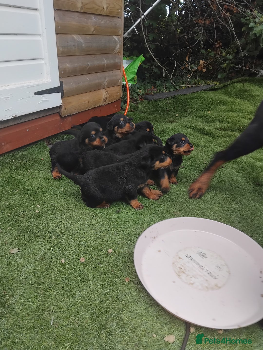 Rottweiler dogs for sale: Rottweiler Puppys 9 weeks old  - Image 4