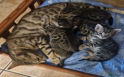 Bengal cats for sale: Bengal mix kittens for sale - Image 27