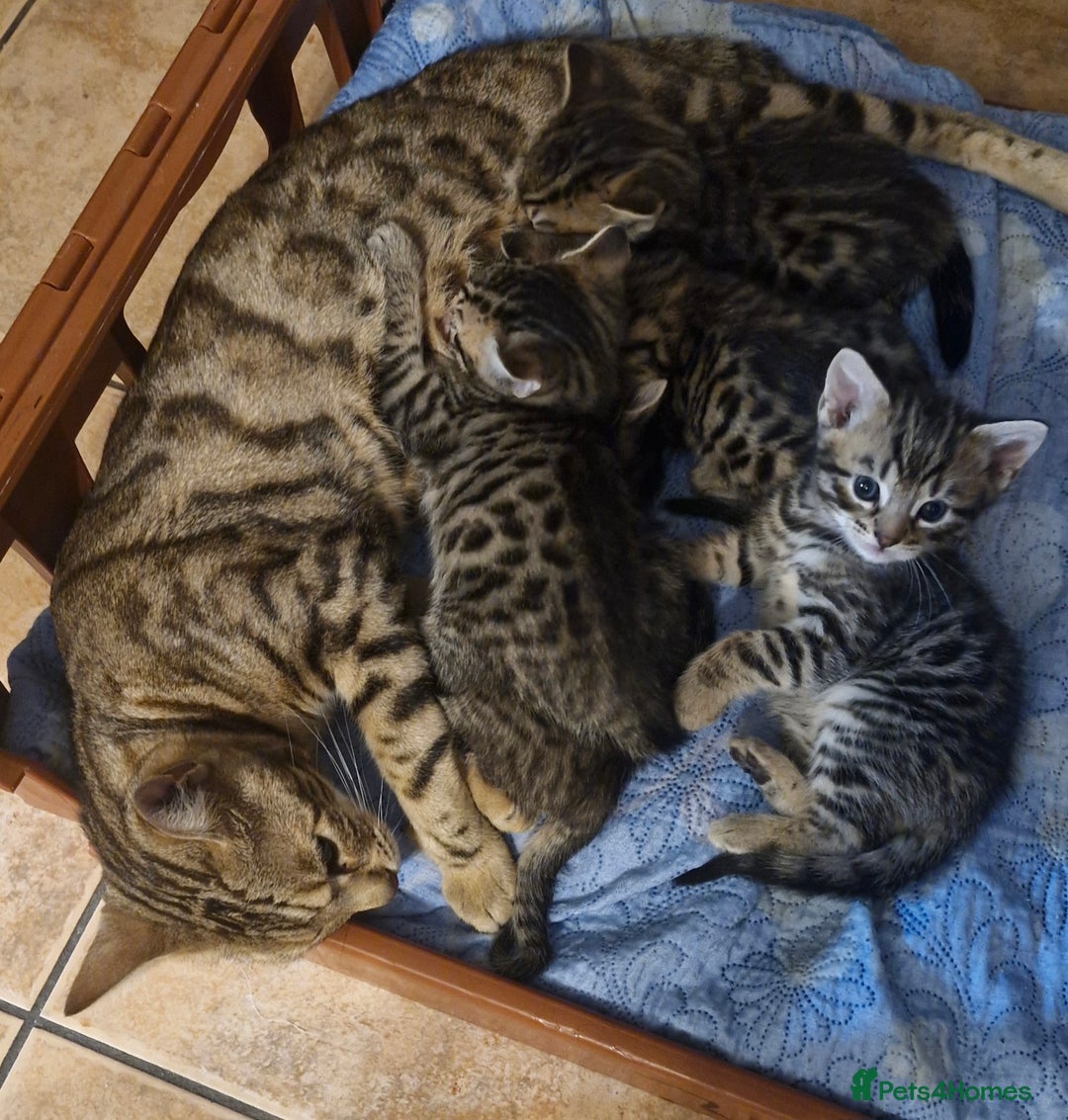 Bengal cats for sale: Bengal mix kittens for sale - Image 27