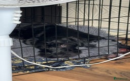 Mixed Breed dogs for sale: Lenny & Lulu - Image 4