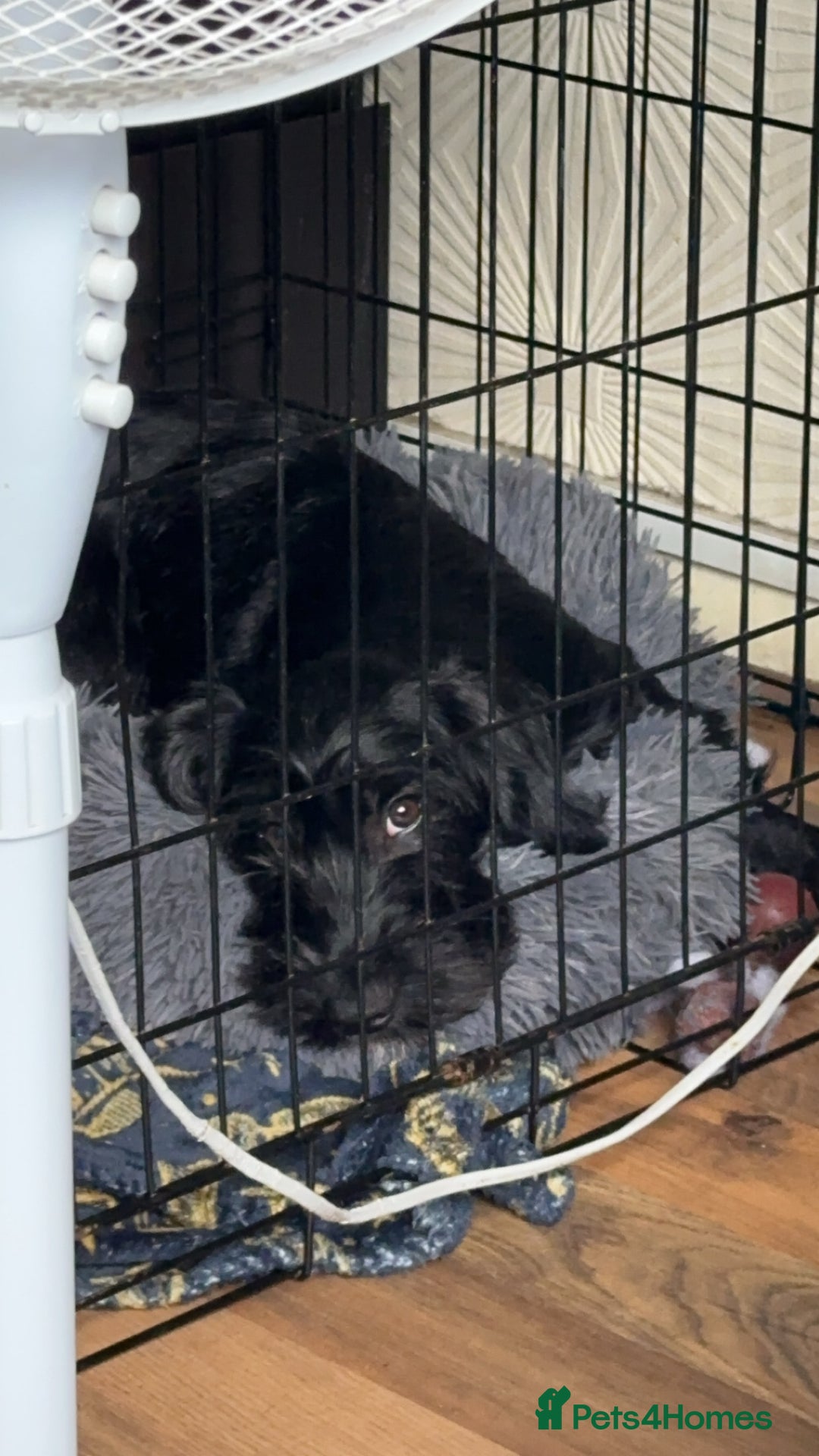 Mixed Breed dogs for sale: Lenny & Lulu - Image 4