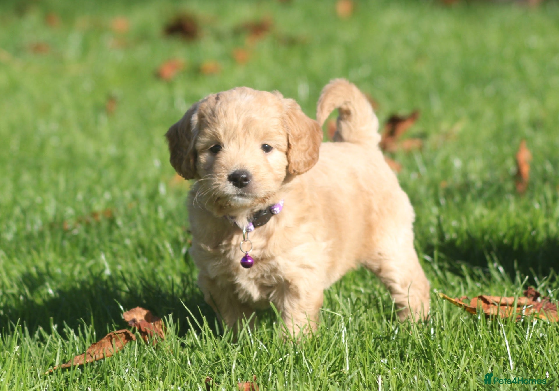 Mini Goldendoodle dogs Beautiful F1 Goldendoodles - Advert 1