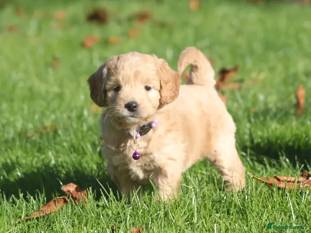 Mini Goldendoodle dogs for sale: Beautiful F1 Goldendoodles - Advert 1