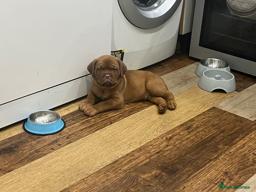 Dogue De Bordeaux dogs for sale: Dogue De Bordeaux Puppies - Image 2