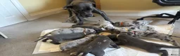 Cane Corso dogs for sale: MERLE & BLUE CANE CORSO PUPPIES - Advert 15