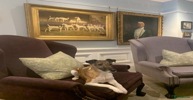 Fox Terrier dogs  Forgevale Kennel “Penny”✨Rare Smooth Fox Terriers - Advert 11