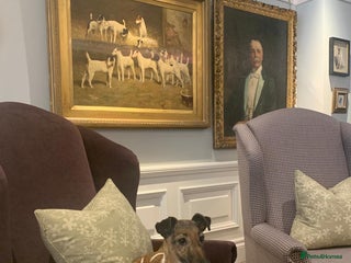 Fox Terrier dogs - Advert 24