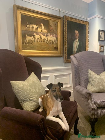 Fox Terrier dogs - Advert 1