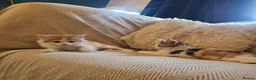 Mixed Breed cats for sale: Beautiful Mixed kittens 8 weeks  - Advert 3