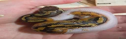 Python Snake reptiles for sale: Deposits on multiple baby ball pythons  - Advert 8