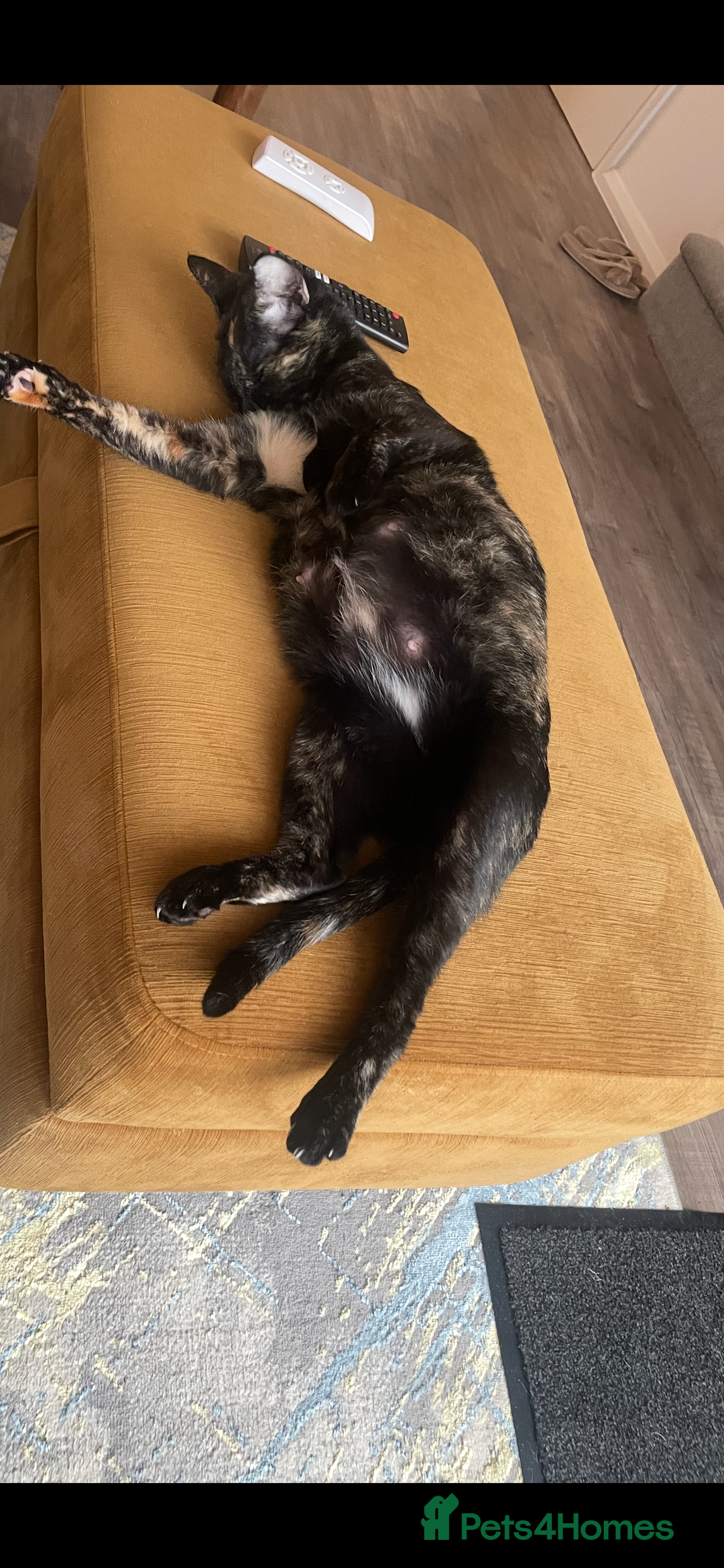 Sphynx cats for sale: Beautiful Sphynx cross orinetal kittens  - Advert 35