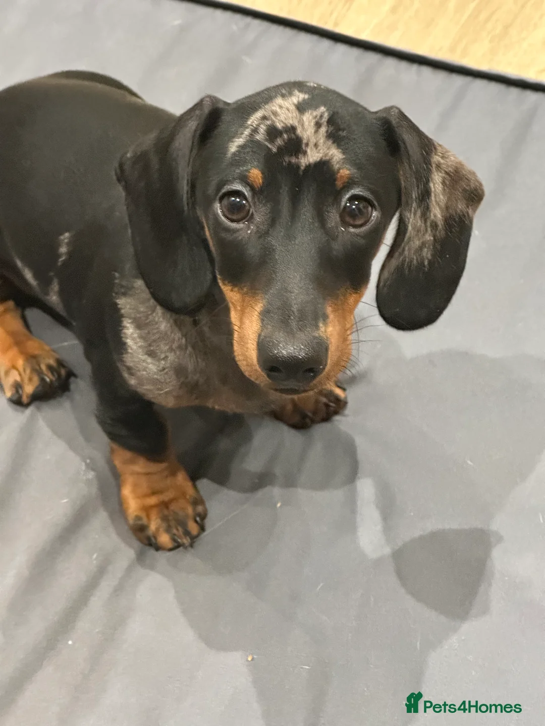 Dachshund dogs for sale: 1 Year Old Boris looking for his forever home  - Advert 6