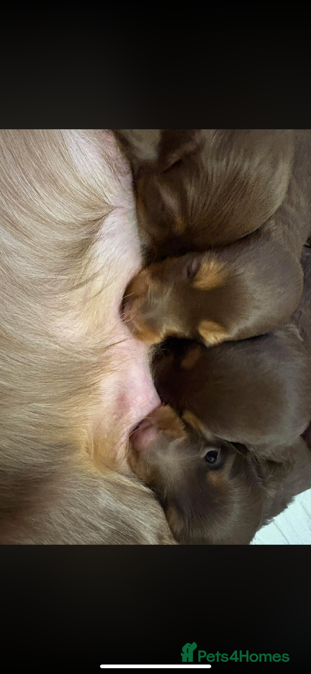 Miniature Dachshund dogs for sale: Beautiful long haired chocolate dachshunds  - Image 5