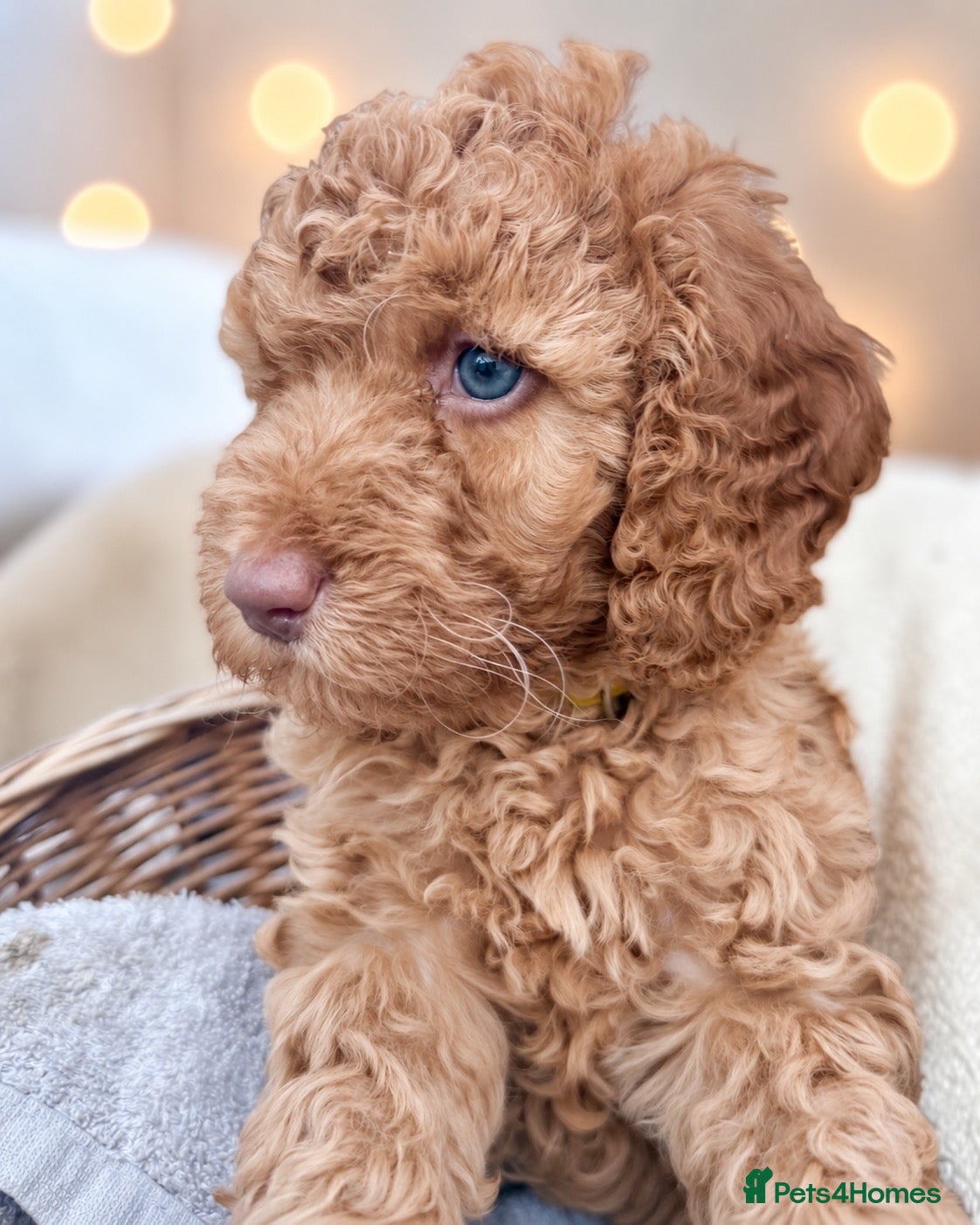 Cockapoo dogs Extensively health checked cockapoo puppies   - Advert 2
