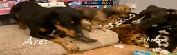 Mixed Breed dogs for sale: Athena x Ares Puppies – Not for Everyone in Manchester - Advert 11