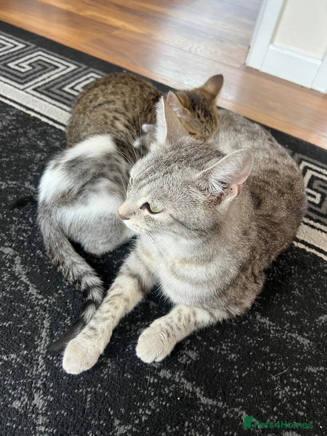 Mixed Breed cats for sale: Adorable bengal mixed kittens - Advert 16