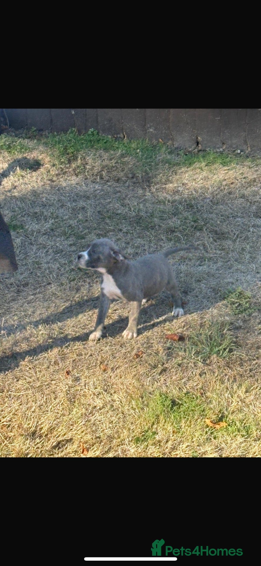 Mixed Breed dogs Stunning cane corso x staff - Advert 2