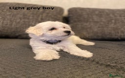 Maltese dogs for sale:  Adorable Maltese Puppies - Image 14