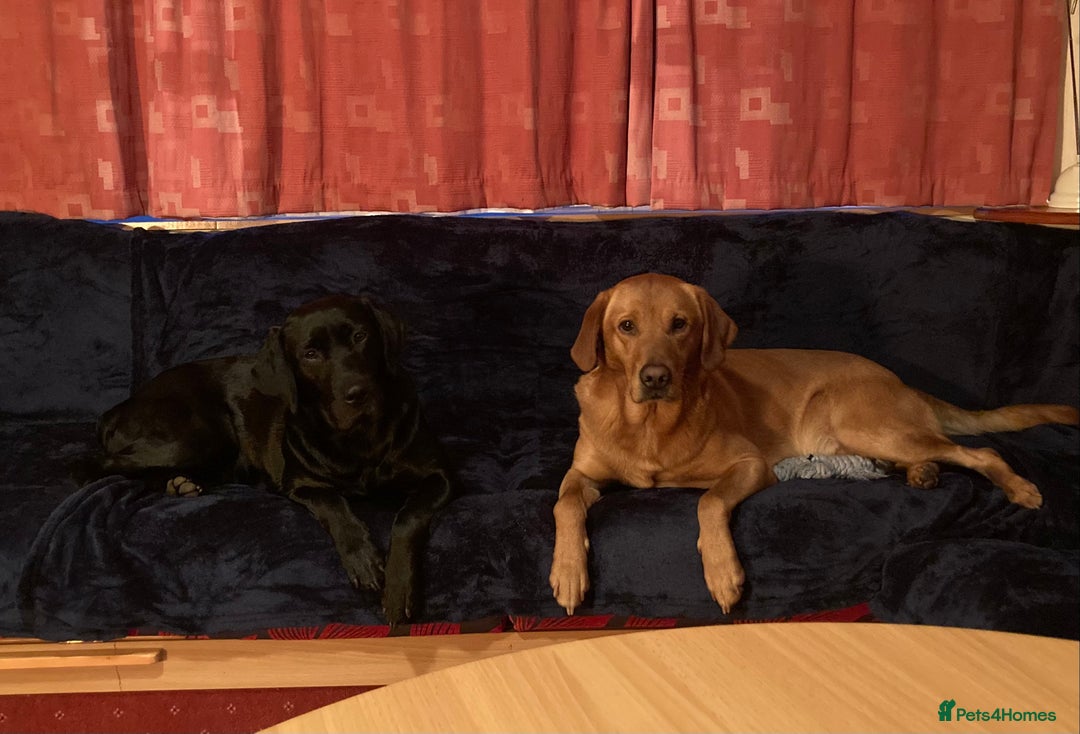 Mixed Breed dogs for sale: Stunning Work Labrador Mix  - Image 19