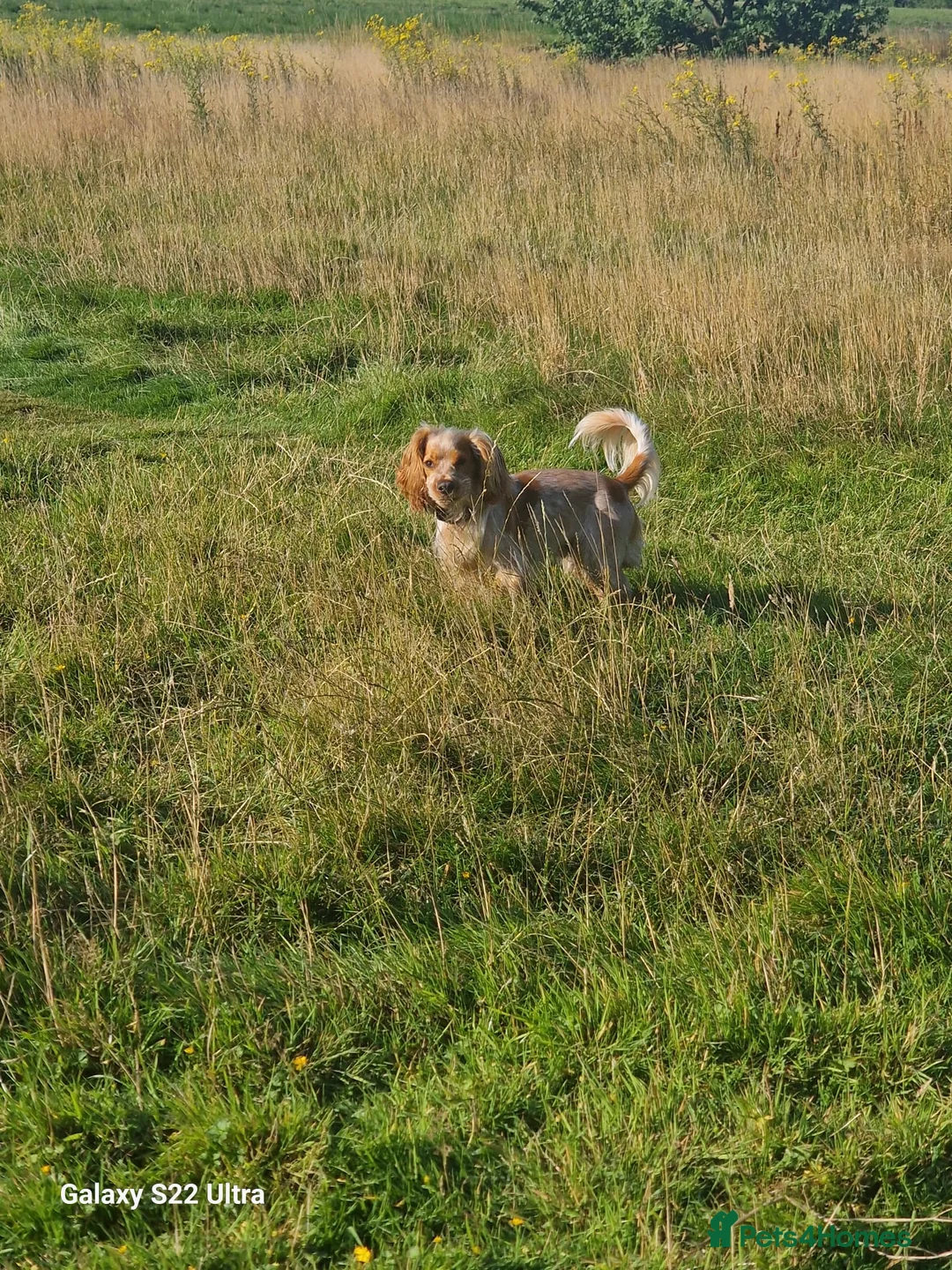 Cocker Spaniel dogs for stud: Stud dog  - Advert 5