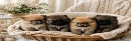Pomeranian dogs for sale: pomeranian tedy - Advert 1