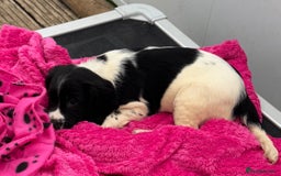 English Springer Spaniel dogs for sale: KC Calm English Springer Spaniel Puppies - Image 20