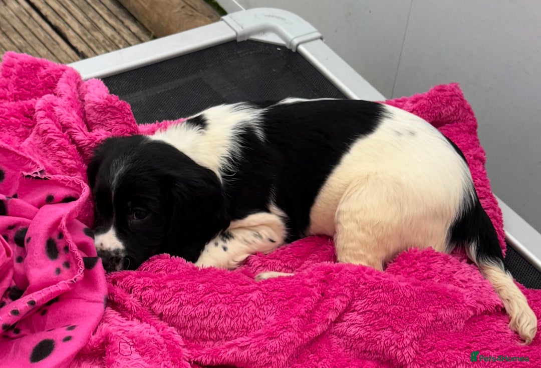 English Springer Spaniel dogs for sale: KC Calm English Springer Spaniel Puppies - Image 20