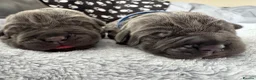 Neapolitan Mastiff dogs for sale: Rare breed Neapolitan mastiff puppies  - Advert 21