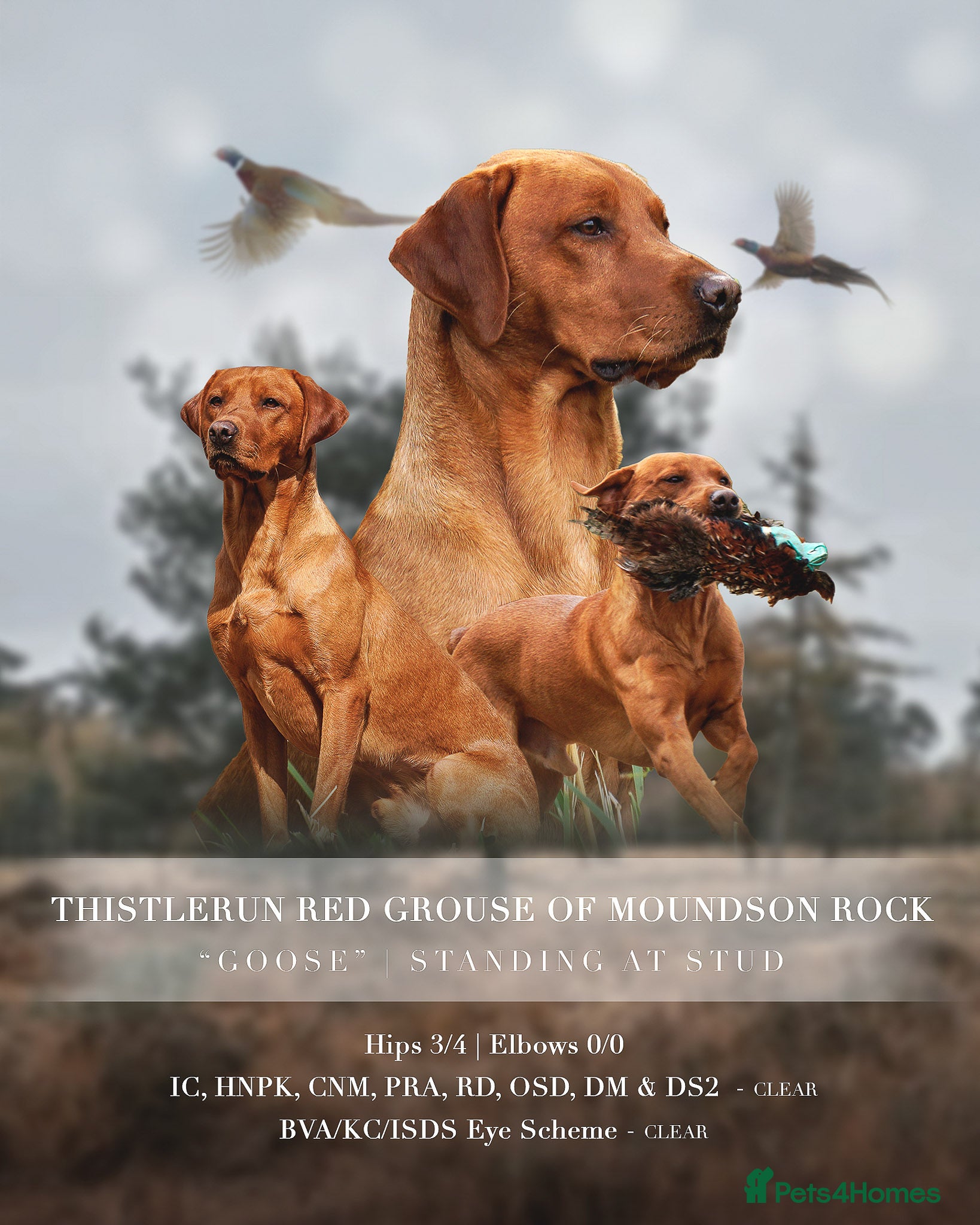 Labrador Retriever dogs Fantastic Proven Working Labrador at Stud in Melton Mowbray - Advert 14