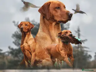 Labrador Retriever dogs Fantastic Proven Working Labrador at Stud in Melton Mowbray - Advert 7