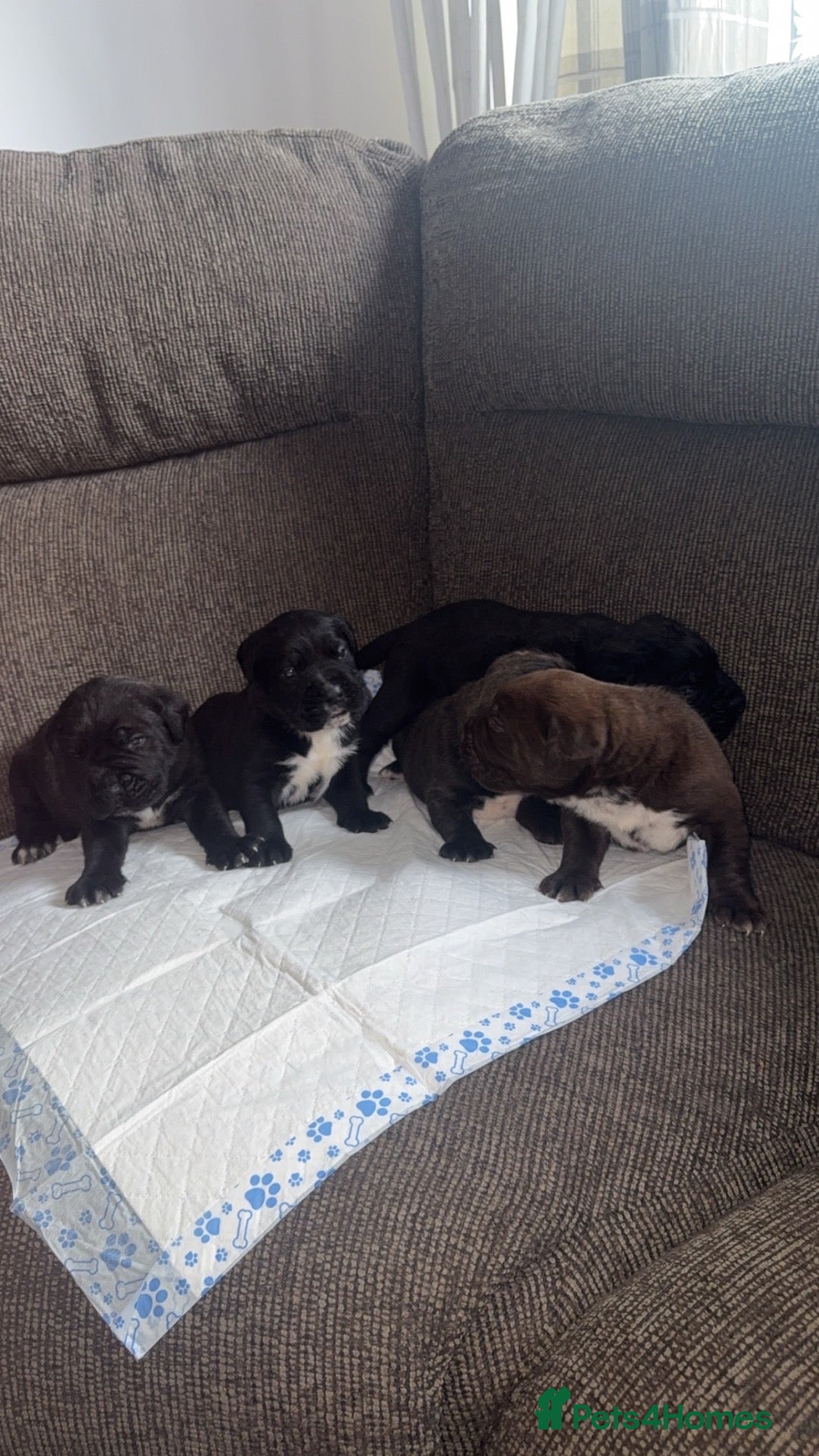 Mixed Breed dogs Cane corso/ mastiff pups  - Advert 13