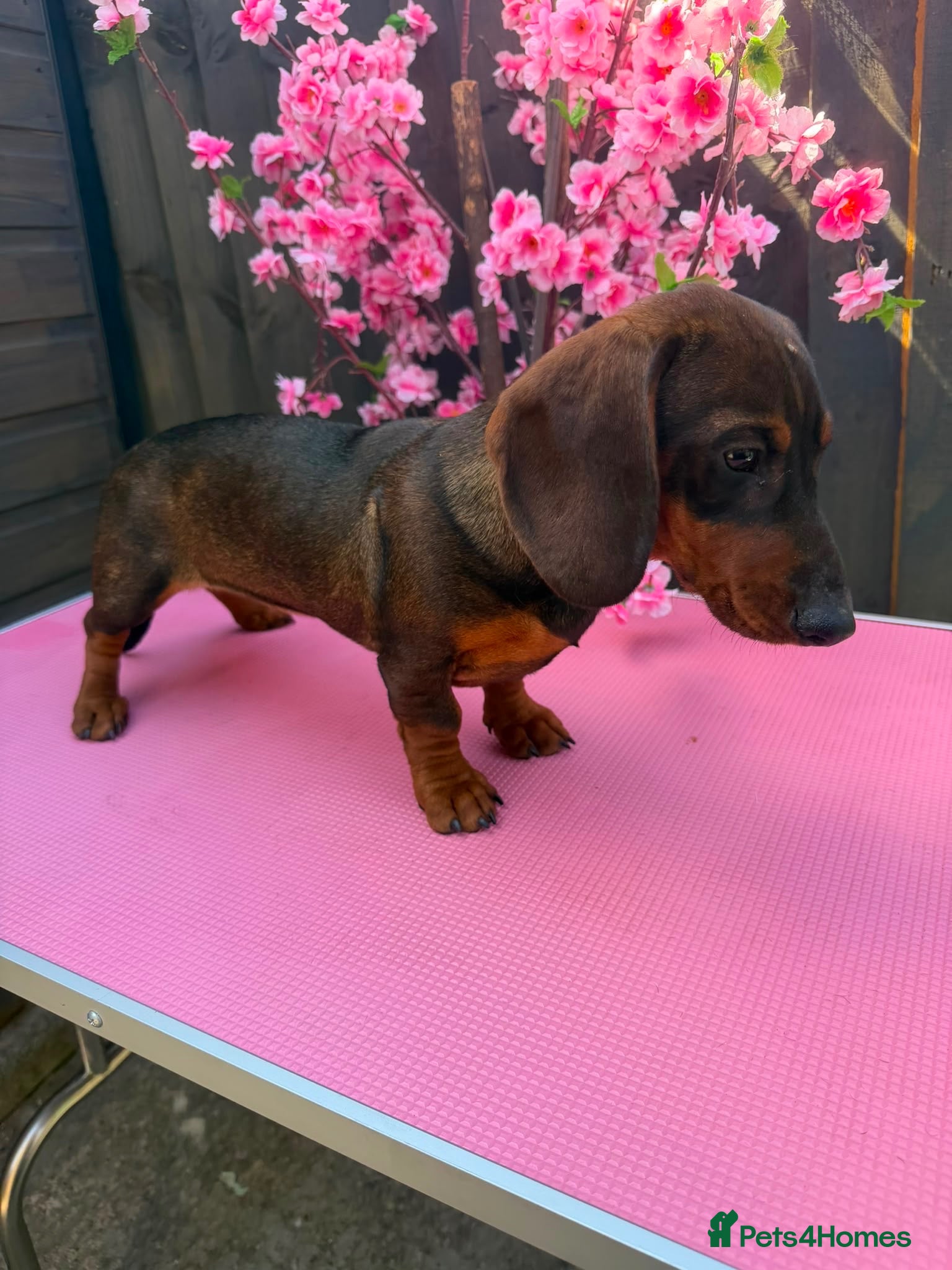 Dachshund dogs 2 tekles for sale brother and sister £1100 ONO - Advert 9