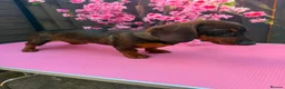Dachshund dogs for sale: 2 tekles for sale brother and sister £1100 ONO - Advert 1