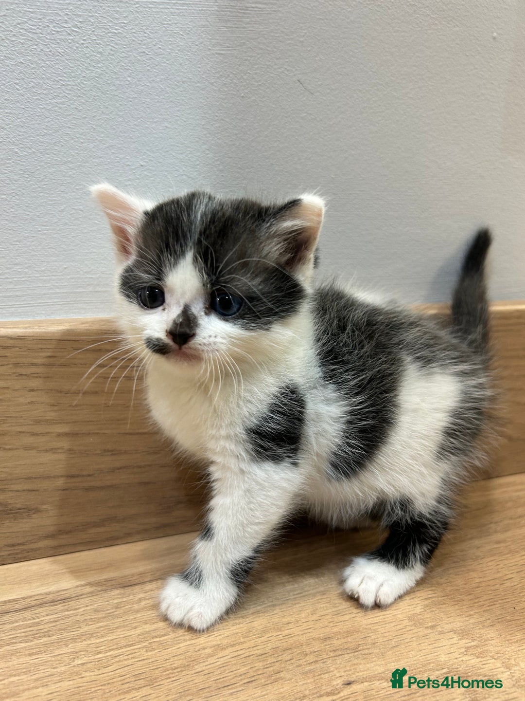 Mixed Breed cats for sale: Kittens  - Advert 6