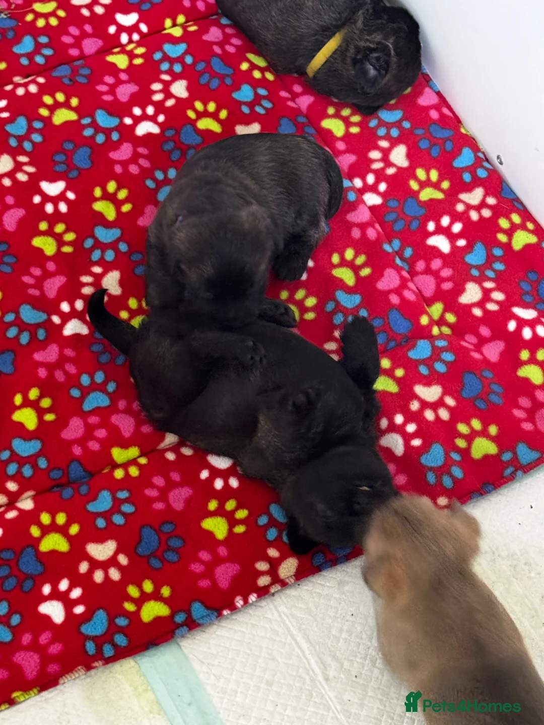 Cairn Terrier dogs for sale: KC Reg Cairn Terrier Pups – 3 Boys & 1 Girl - Advert 2