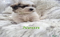 Zuchon dogs for sale: Bichon Frise puppy for sale  - Image 10