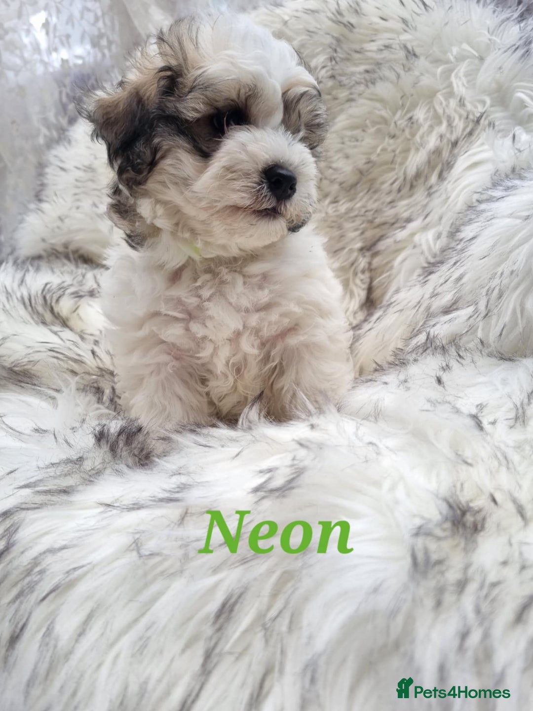 Zuchon dogs for sale: Bichon Frise puppy for sale  - Image 10