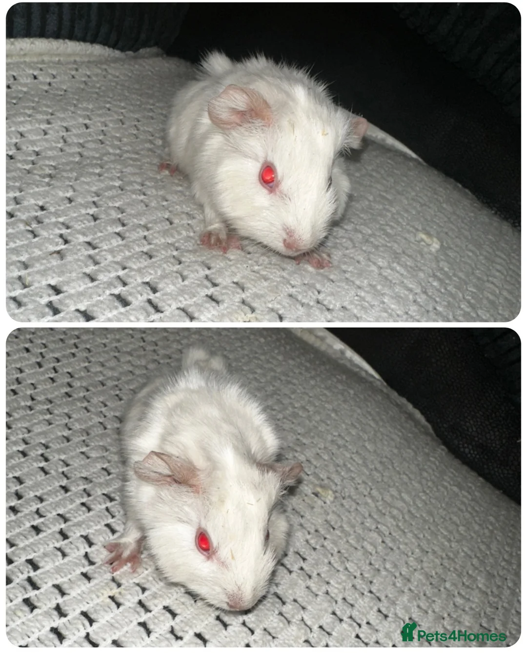 Guinea Pig rodents for sale: Baby boy Guinea pigs  - Advert 4