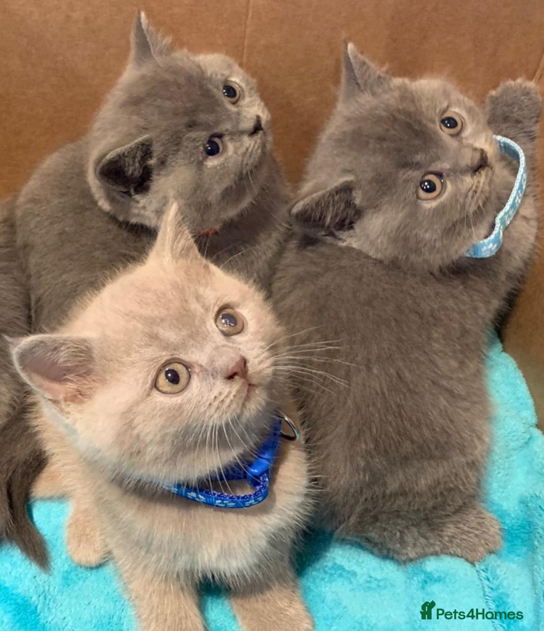 British Shorthair cats for sale: Full Pedigree stunning British Shorthair kittens  - Image 11