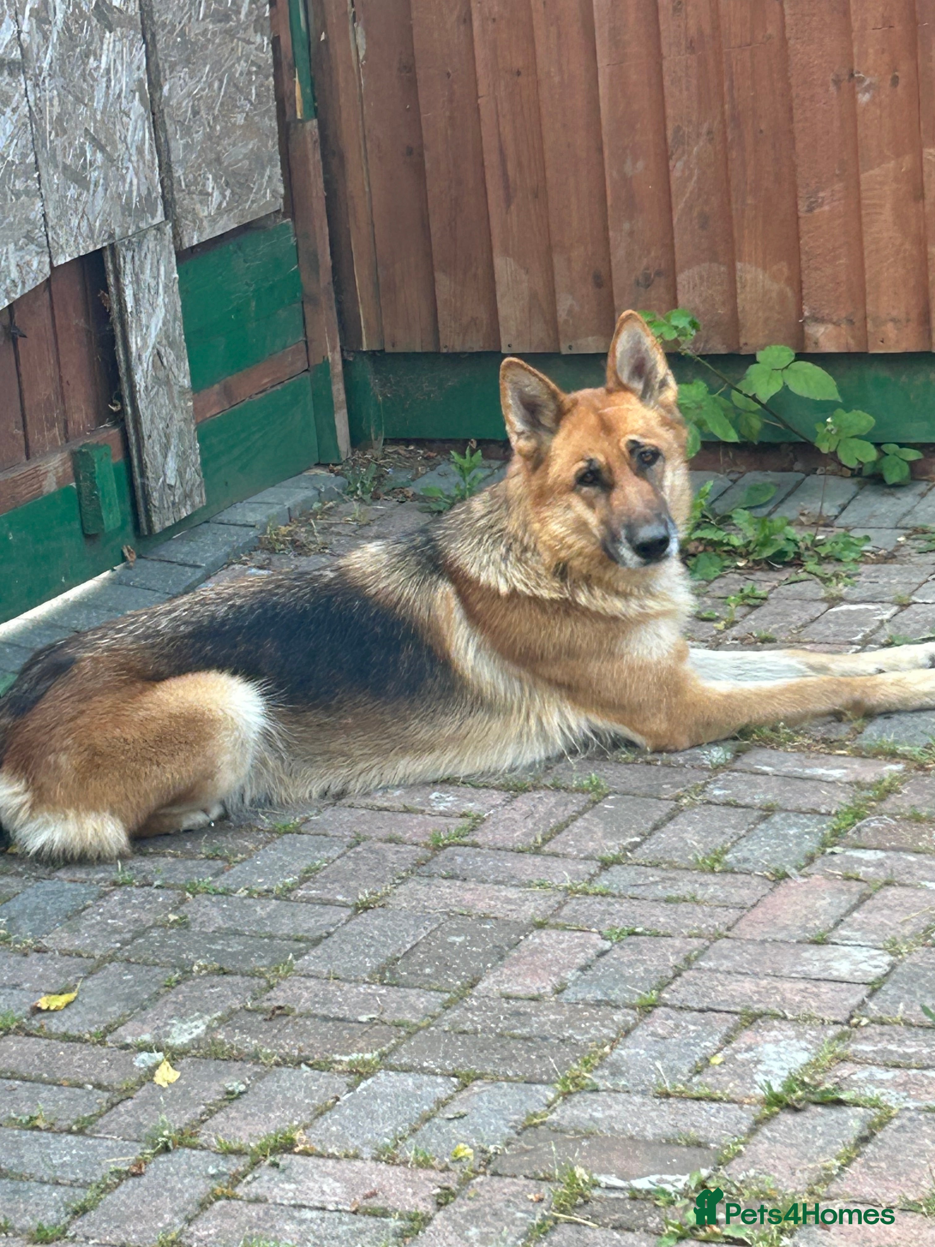 German Shepherd dogs German shepherd puppies  - Advert 1