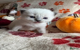 Ragdoll cats for sale: 🏆 gccf ragdoll grand champion kittens 🏆 - Image 21