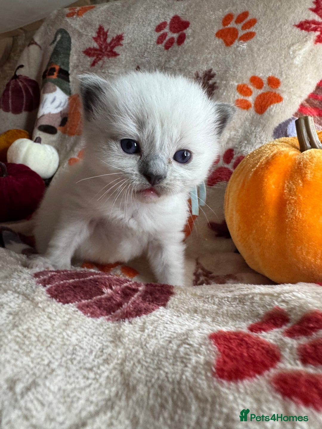 Ragdoll cats for sale: 🏆 gccf ragdoll grand champion kittens 🏆 - Image 21