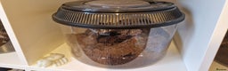 Tarantulas invertebrates for sale: Tarantulas for sale - Advert 4