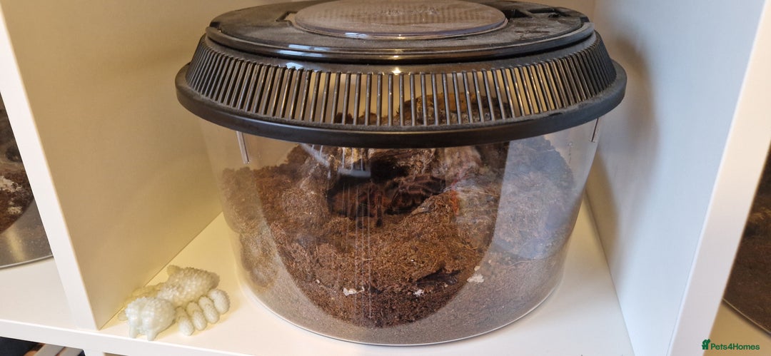 Tarantulas invertebrates for sale: Tarantulas for sale - Advert 4